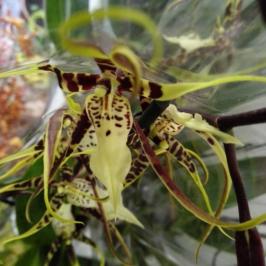 Orhidee Brassia Eternal Wind