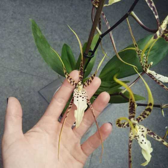 Orhidee Brassia Eternal Wind midi