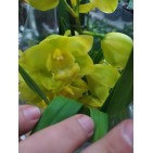 Orhidee Cymbidium galbena