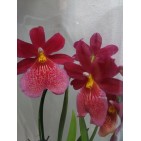 Orhidee Burrageara (Oncidopsis) Nelly Isler