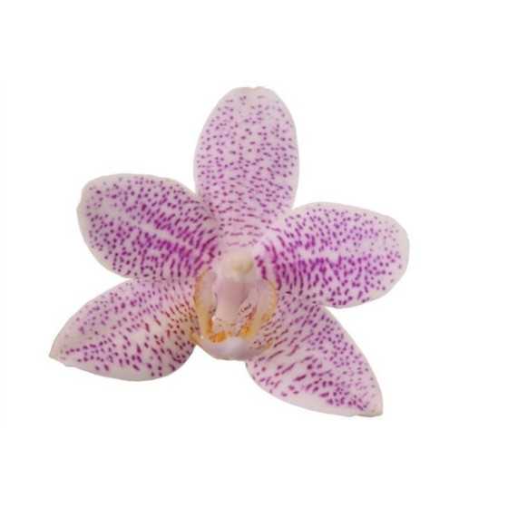 Orhidee Phalaenopsis Little Star