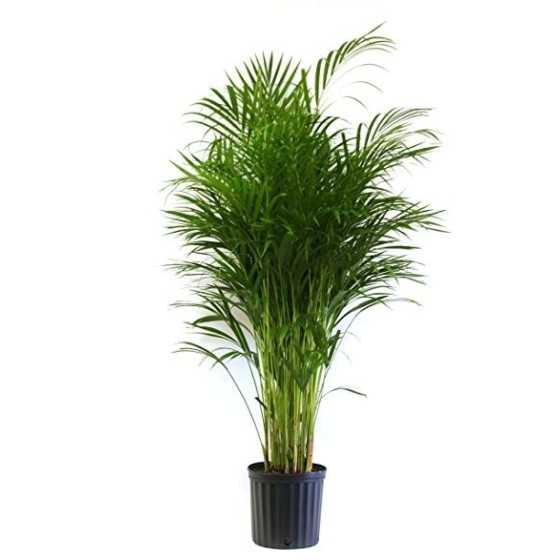 Palmier Areca premium 170+ cm