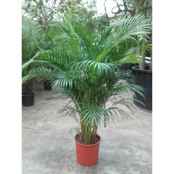 Palmier Areca premium 170 cm