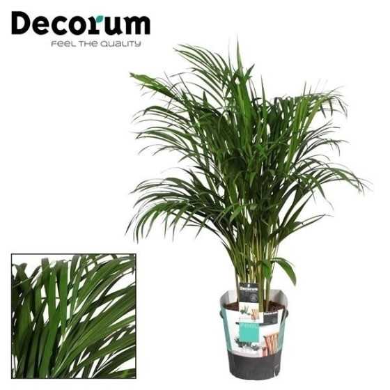 Palmier Areca premium 100 cm