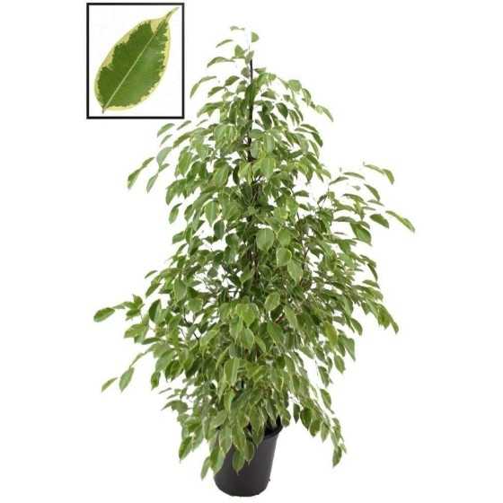 Ficus Benjamina Exotica 130cm