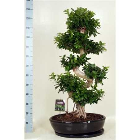 Bonsai Ficus Microcarpa 130cm