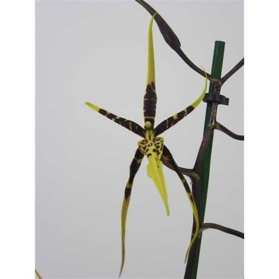 Orhidee Brassia Toscane