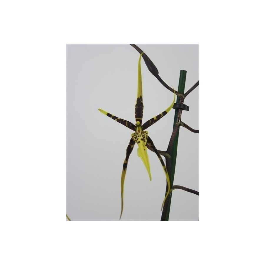 Orhidee Brassia Toscane