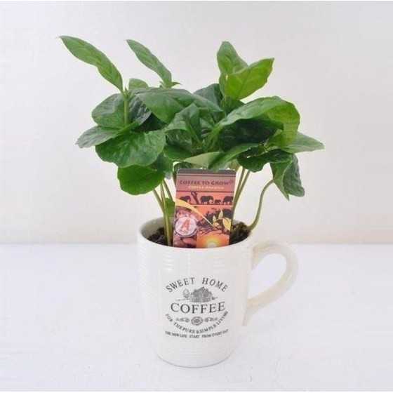 Coffea Arabica - Arborele de Cafea in ceasca deco