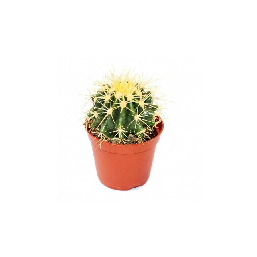 Echinocactus grusonii mini