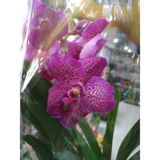 Orhidee Vanda Robert's Delight "Pink"
