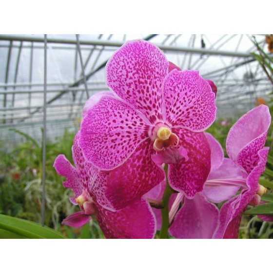 Orhidee Vanda Robert's Delight "Pink"