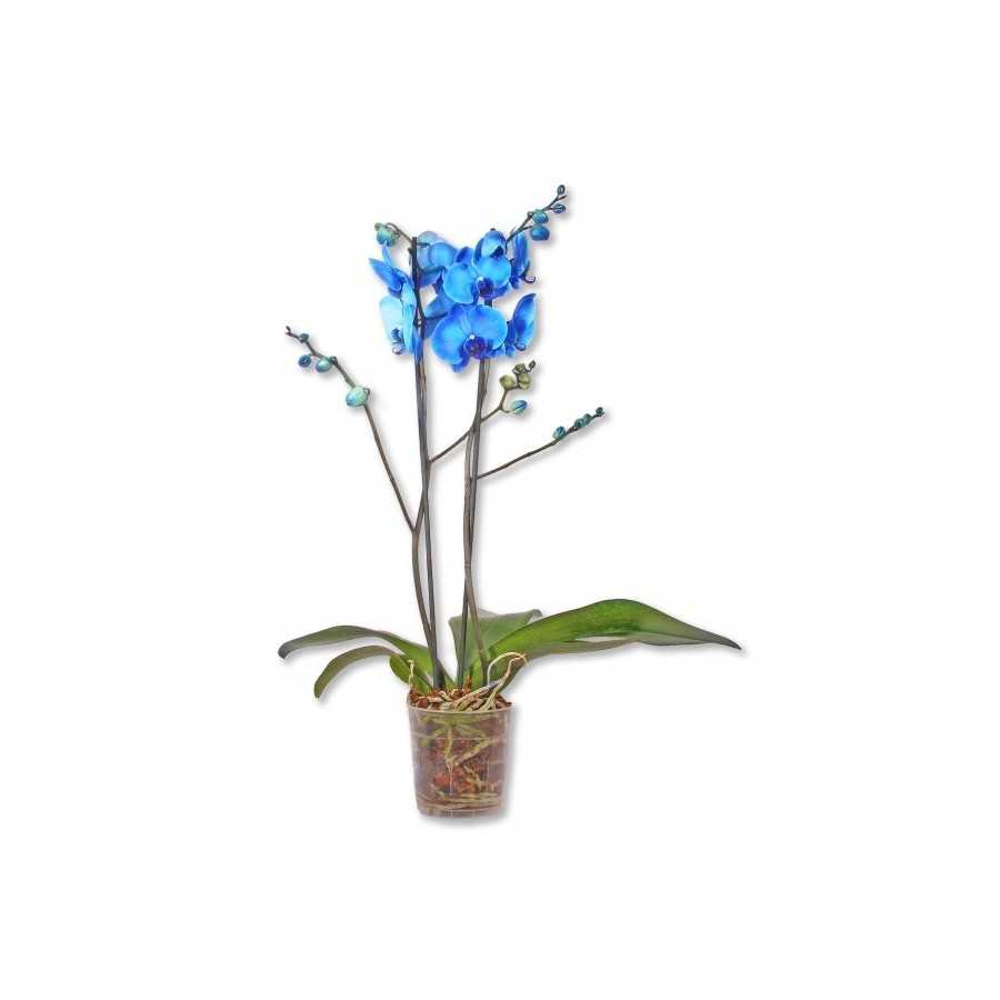 Orhidee albastra Phalaenopsis