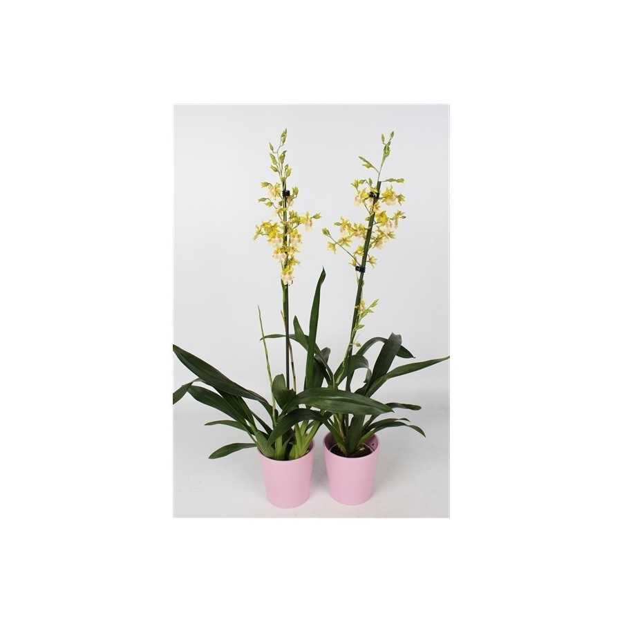 Orhidee Oncidium Pupukea (Parfumata)