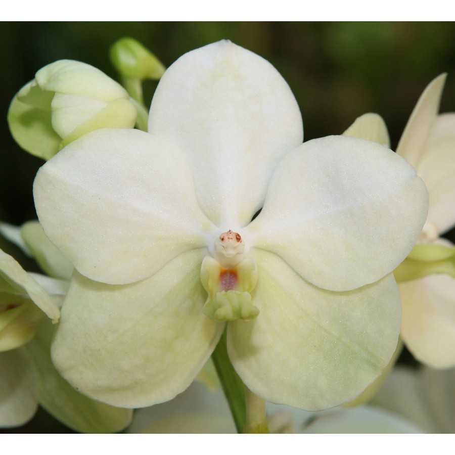 Orhidee Vanda Tayanee White