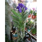 Orhidee Vanda Vanda Dark Blue