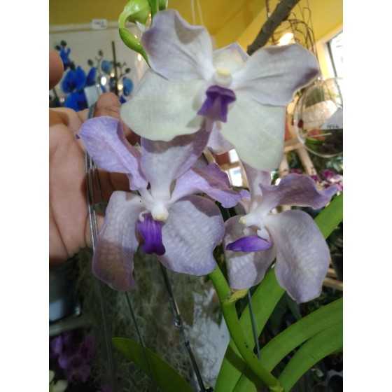 Orhidee Vanda Lavander Mist