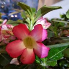 Trandafirul Desertului- Adenium Obesum