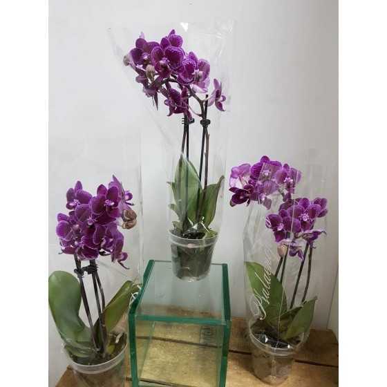 Orhidee Phalaenopsis Midi