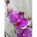 Orhidee Phalaenopsis Wild Edge