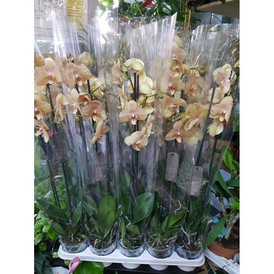 Orhidee Phalaenopsis Karina