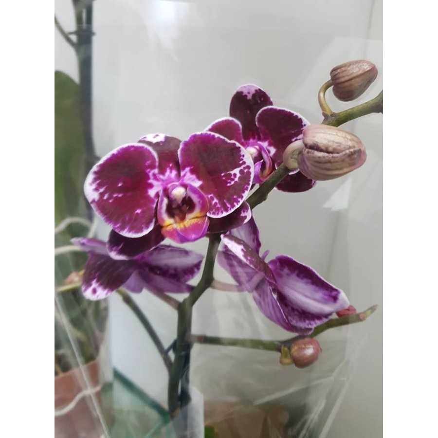 Orhidee Phalaenopsis Broken Heart