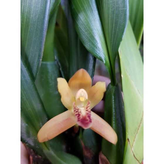 Orhidee Maxillaria Rufescens