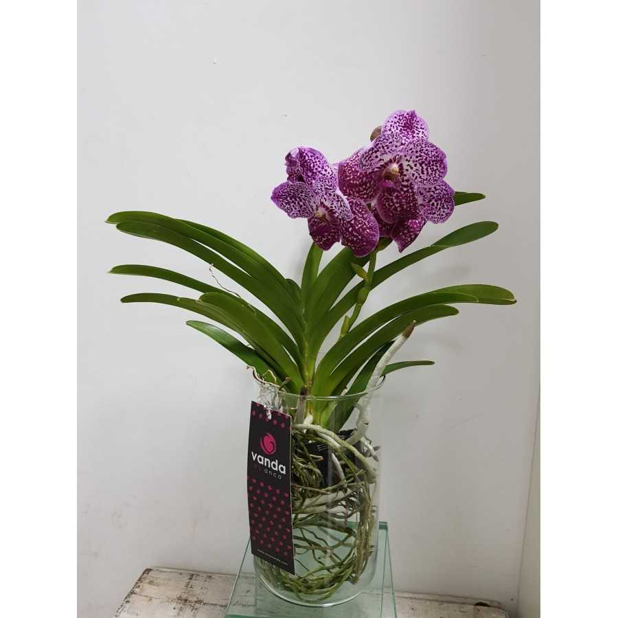 Orhidee Vanda Pink in vas de sticla