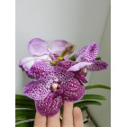 Orhidee Vanda Pink in vas de sticla