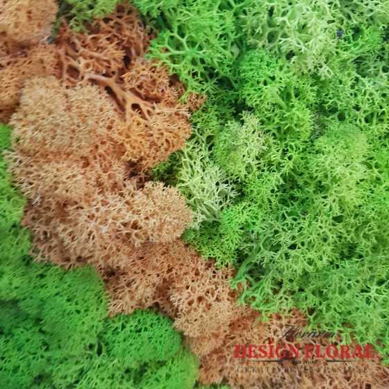 Tablou cu licheni bicolor