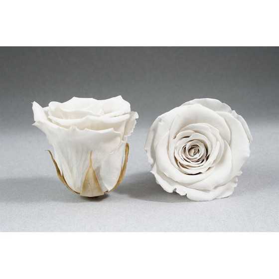 Trandafir criogenat alb