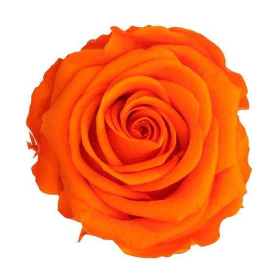 Trandafir criogenat portocaliu