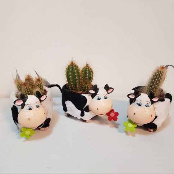 Aranjament ”Ferdinand” cactus