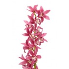 Orhidee imperiala mica