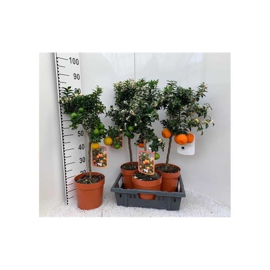 Mandarin in ghiveci Chinoto Citrus Myrtifolia