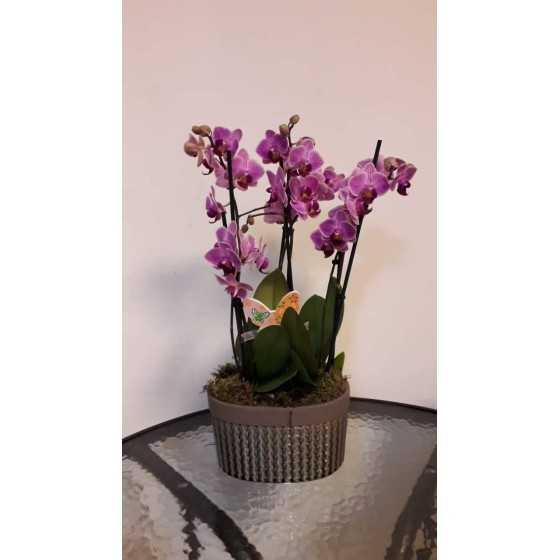 Aranjament Duo Orchid