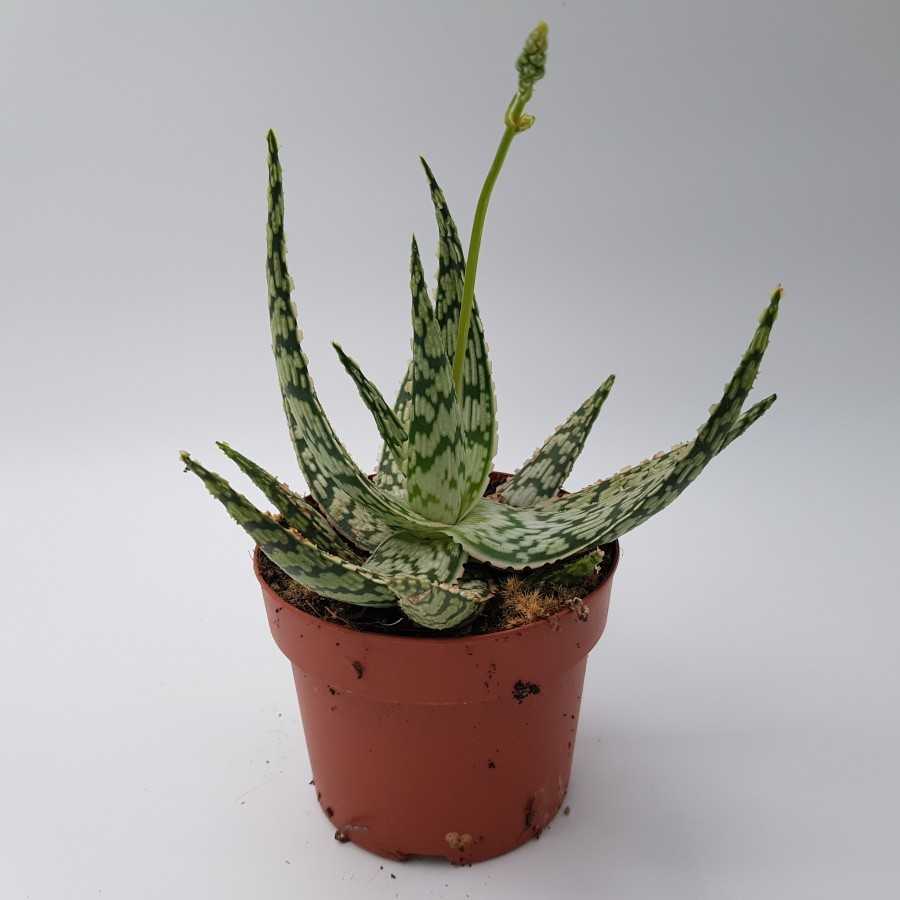 Aloe rauhii 'Demi'