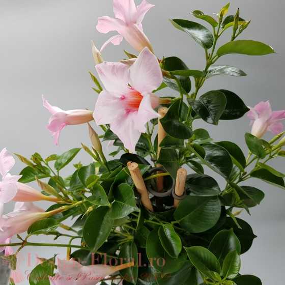 Mandevilla Sundaville roz - Dipladenia 70 cm