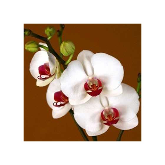 Orhide Phalaenopsis