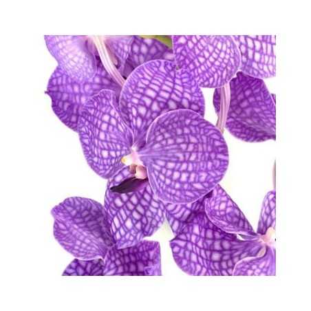 Orhidee Vanda