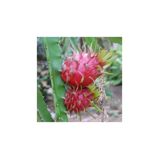 Cactus Hylocereus Undatus - Dragon Fruit