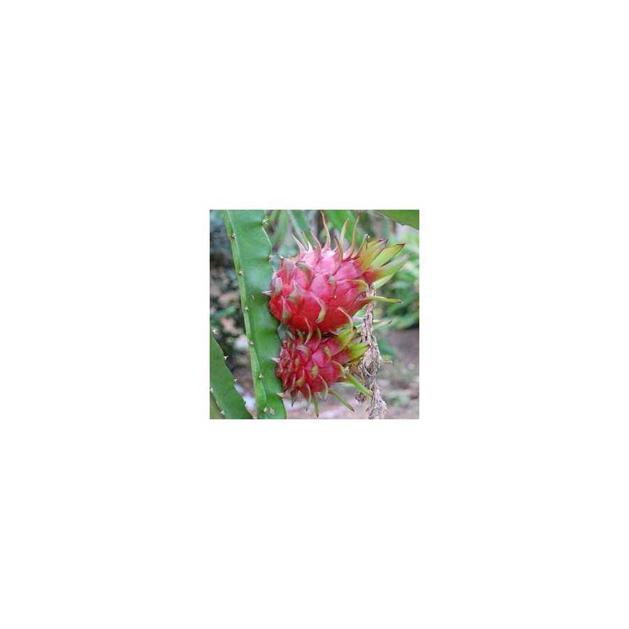 Cactus Hylocereus Undatus - Dragon Fruit