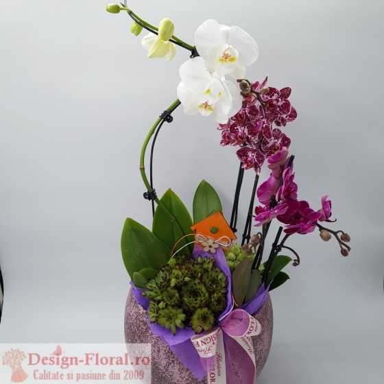 Aranjament Classy Orchid