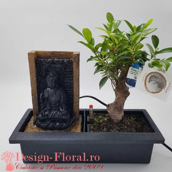 Bonsai Ficus Magical Fountain