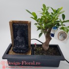 Bonsai Ficus Magical Fountain
