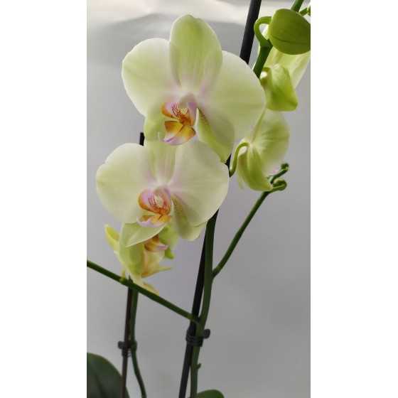 Orhidee Phalaenopsis galbena