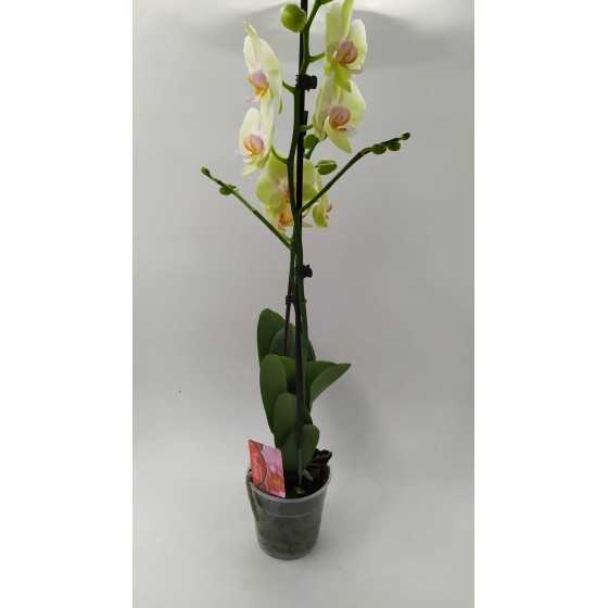 Orhidee Phalaenopsis galbena