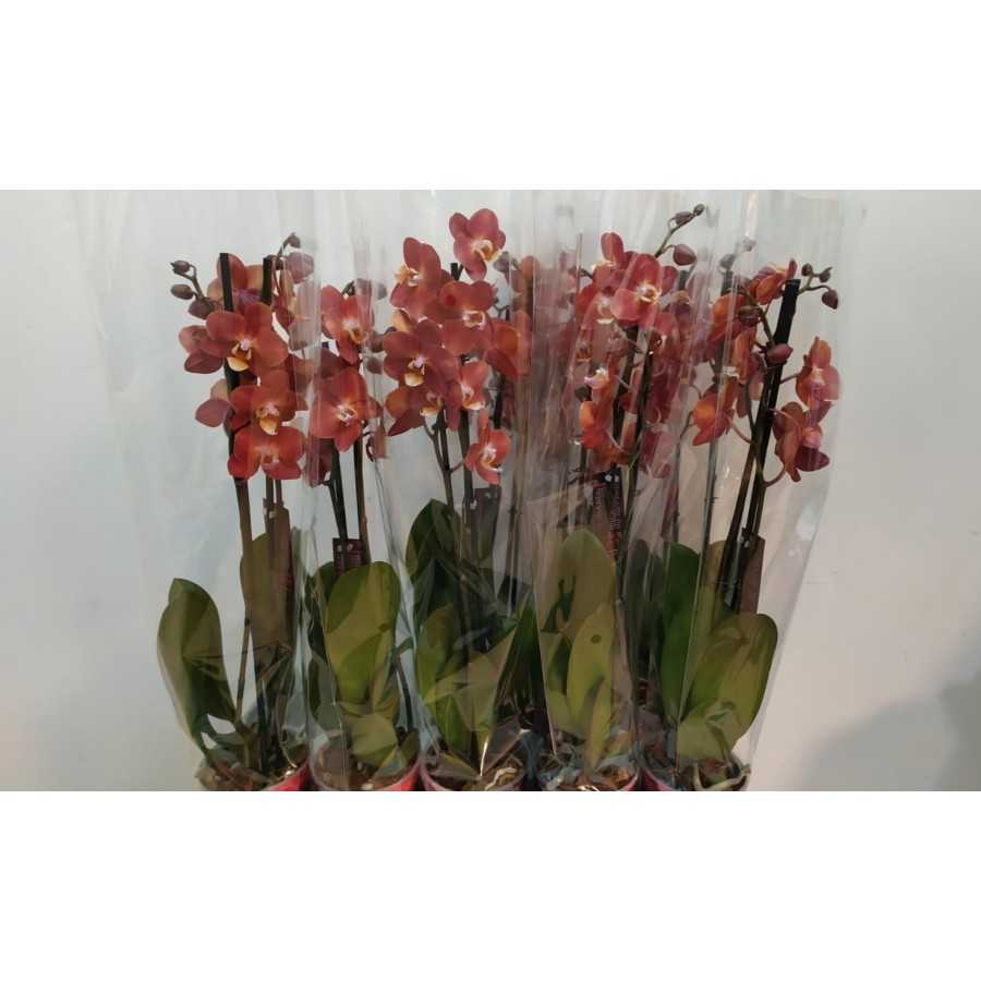 Orhidee Phalaenopsi Horizon