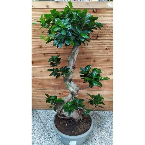 Bonsai Ficus Ginseng 80 cm