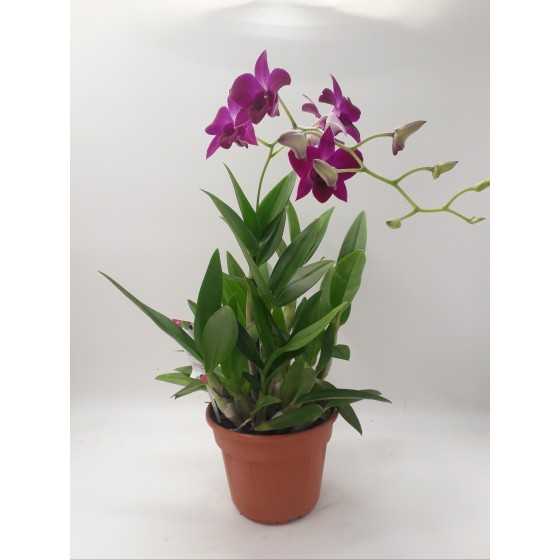 Orhidee Dendrobium SA-NOOK